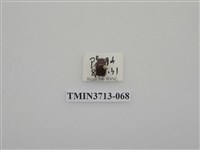 藏品(金龜子科)的圖片